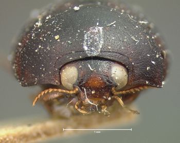 Media type: image;   Entomology 5971 Aspect: head frontal view